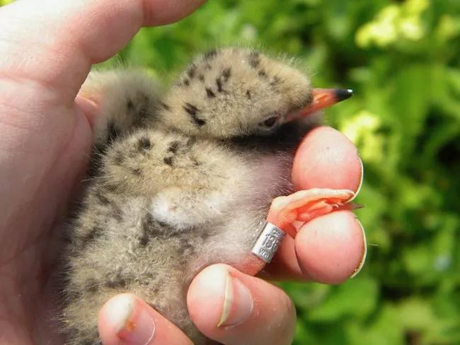 By Sarah Nystrom/United States Fish and Wildlife Service; Public Domain